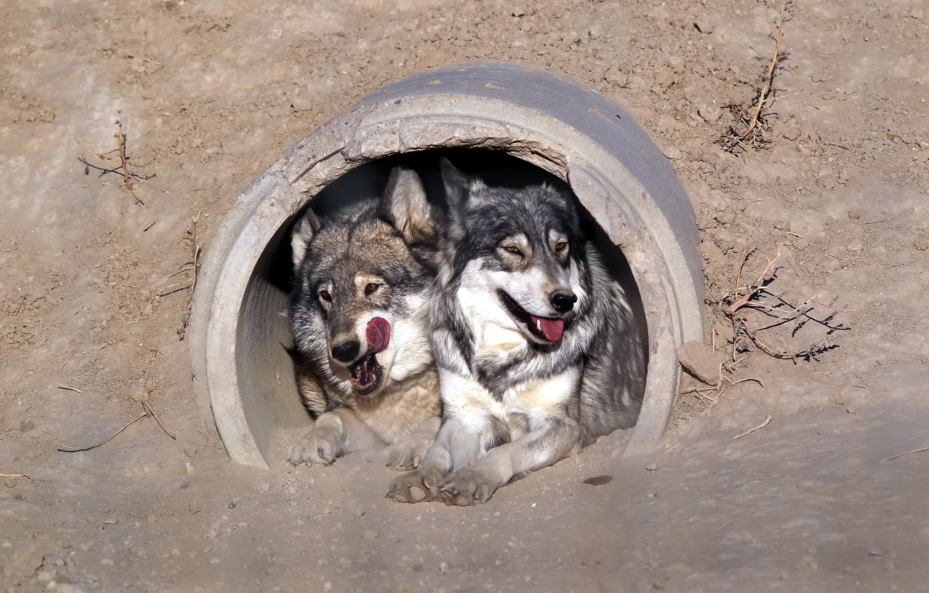 Photo wallpaper nature, each, wolf