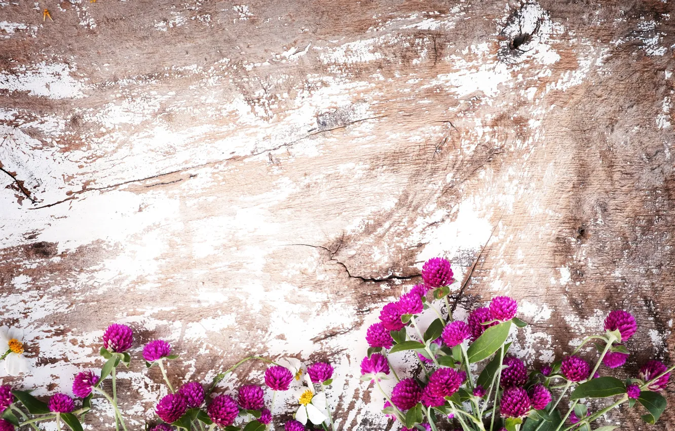 Photo wallpaper background, Flowers, Clover, Field