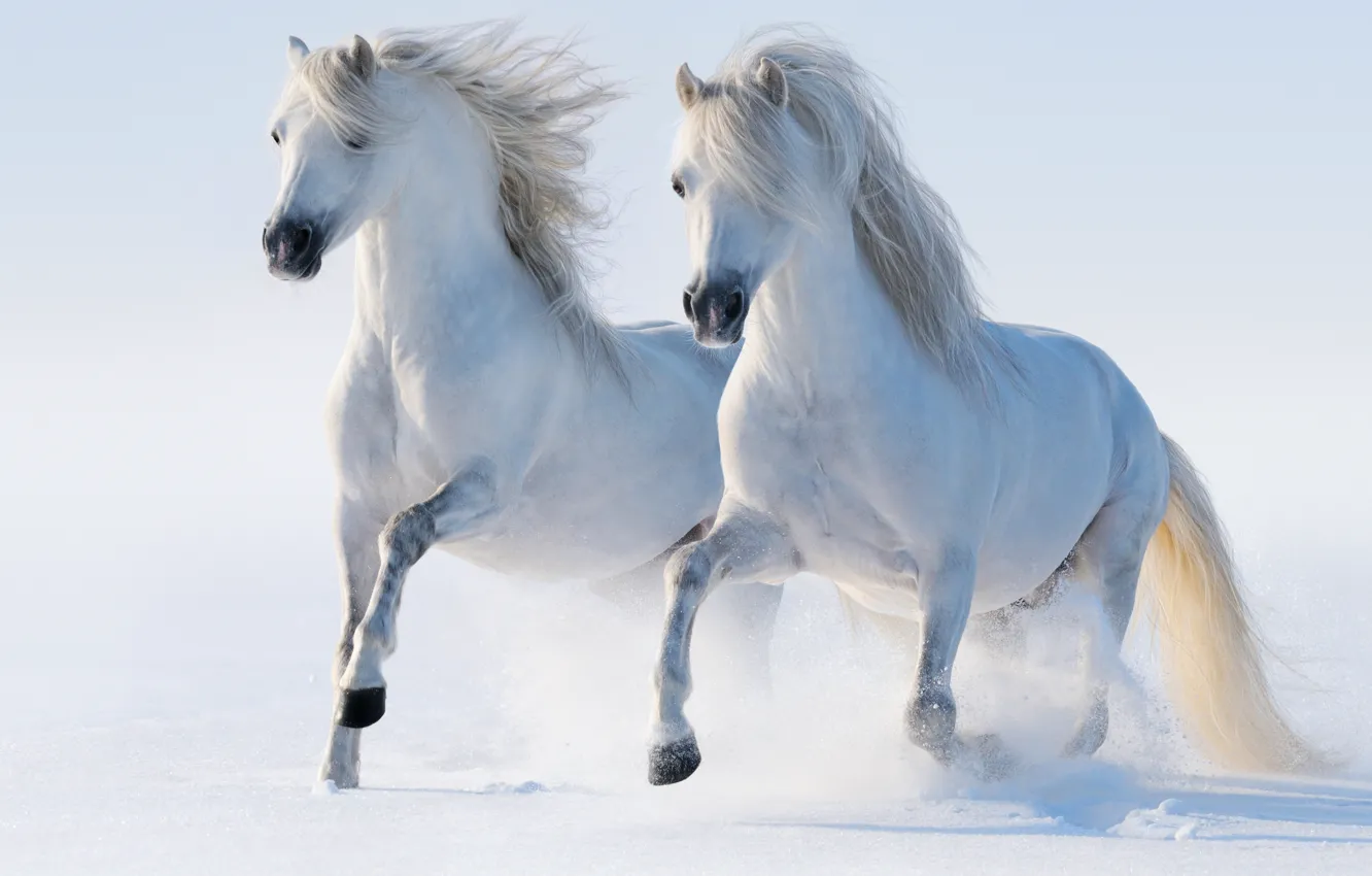 Photo wallpaper winter, snow, horses, horse, running, pair, allure