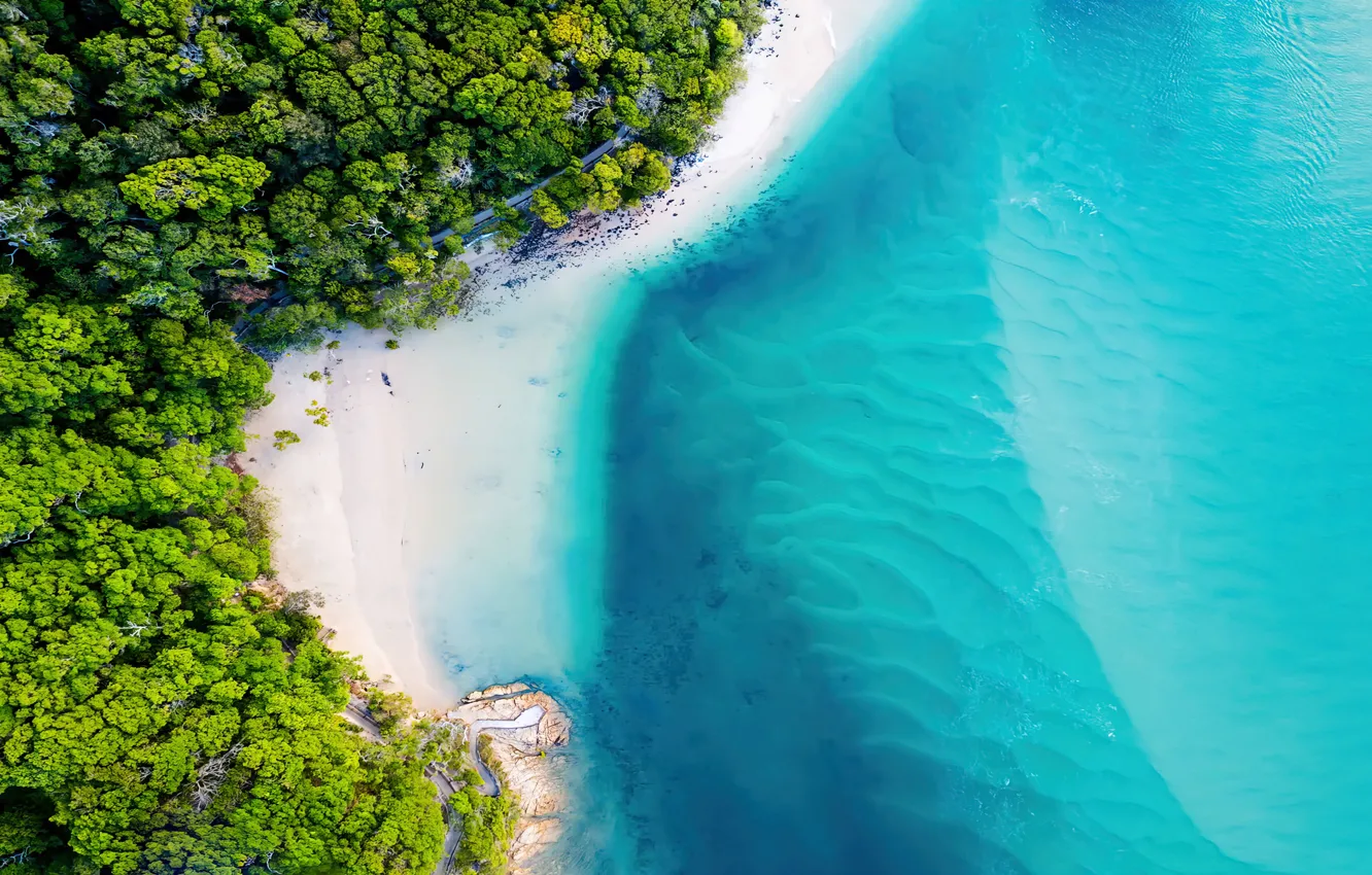 Photo wallpaper forest, beach, sea, nature, sand, tropics