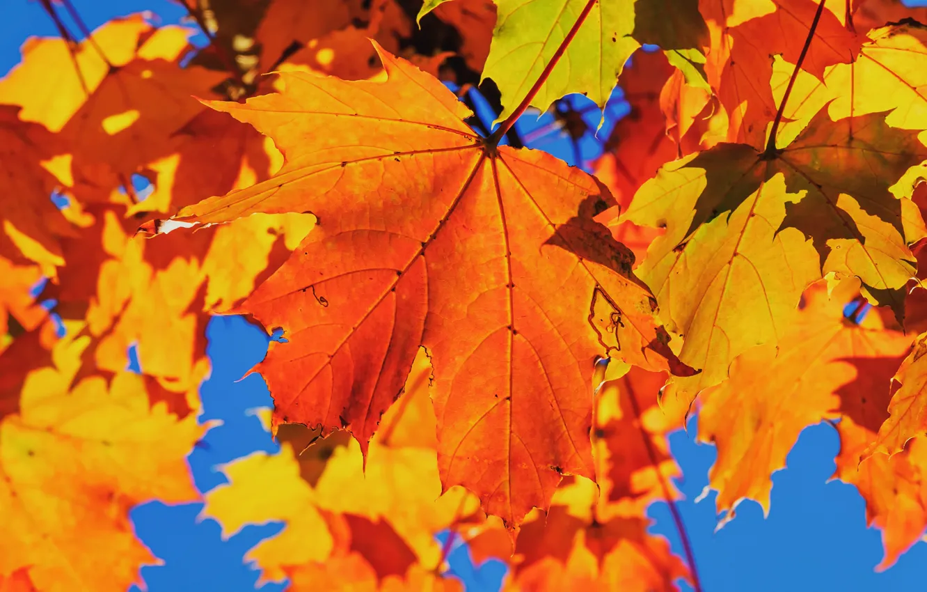 Photo wallpaper autumn, leaves, blue, bright, maple, the colors of autumn, autumn leaves