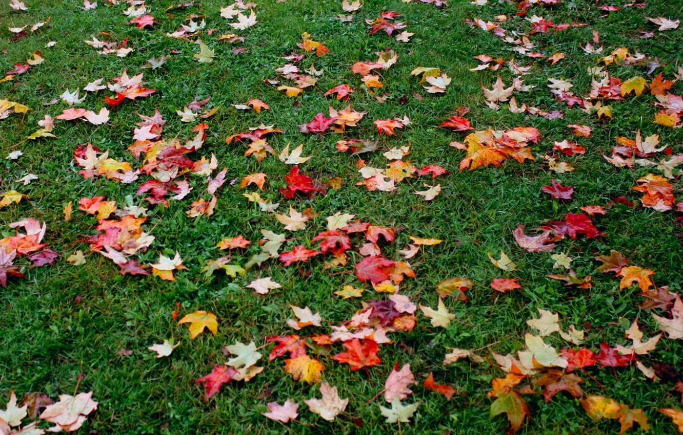 Photo wallpaper autumn, grass, foliage