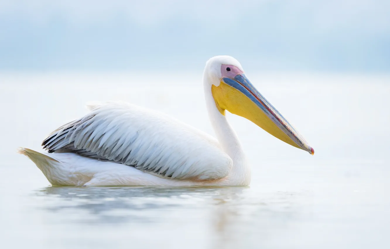 Photo wallpaper lake, animal, pelican