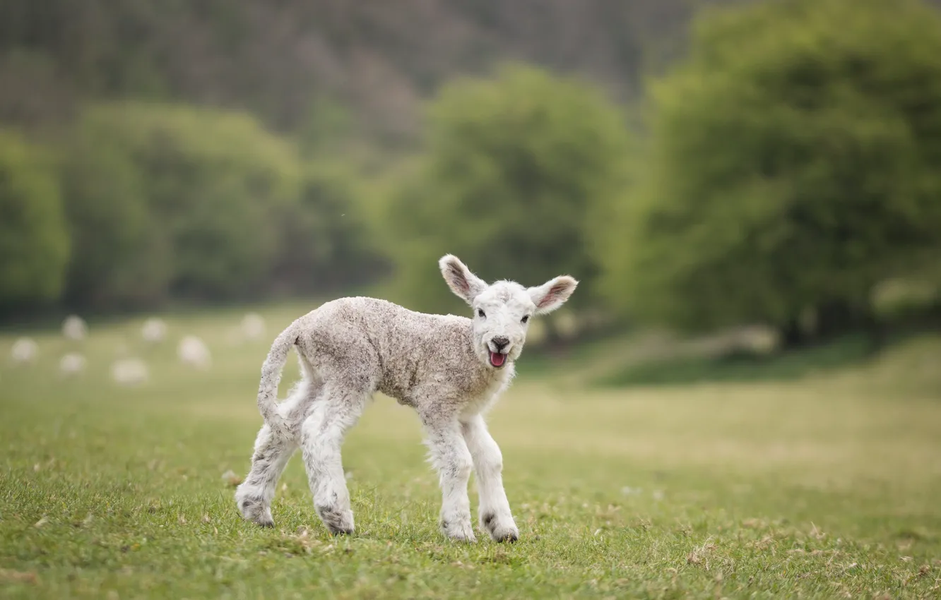 Photo wallpaper field, white, nature, green, background, baby, cute, lamb