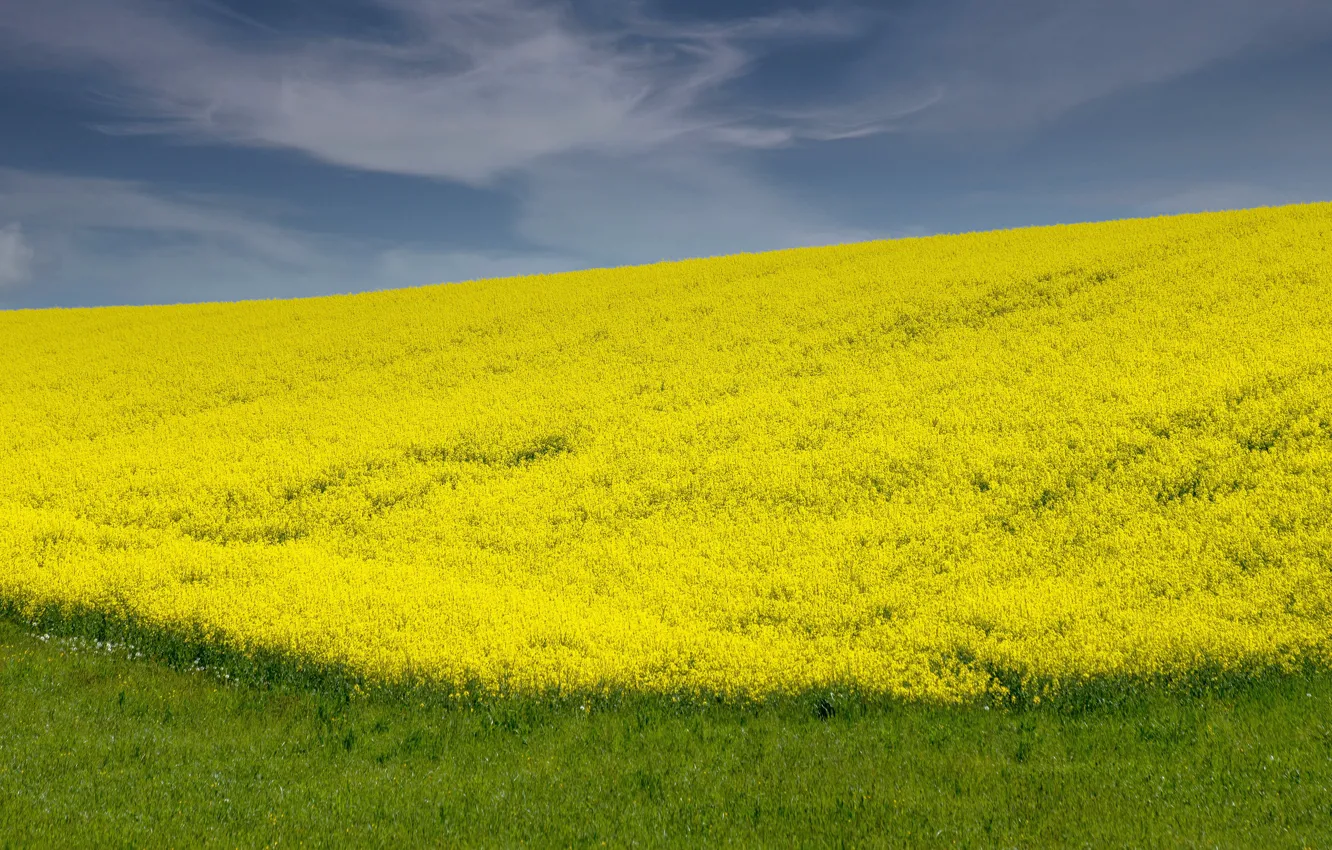 Photo wallpaper field, flowers, yellow, nature, spring, space, rape, rapeseed field
