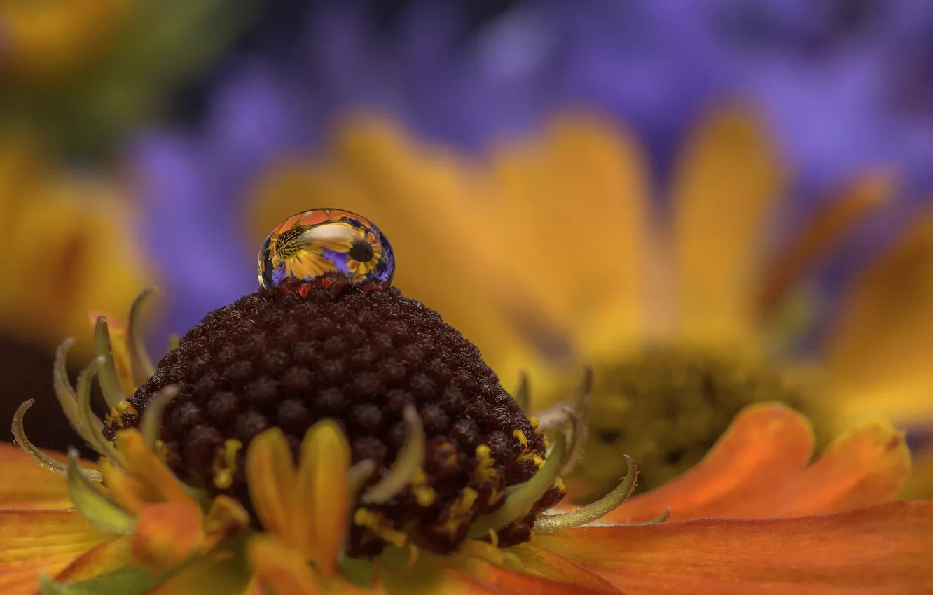 Photo wallpaper water, drops, macro, flowers, nature