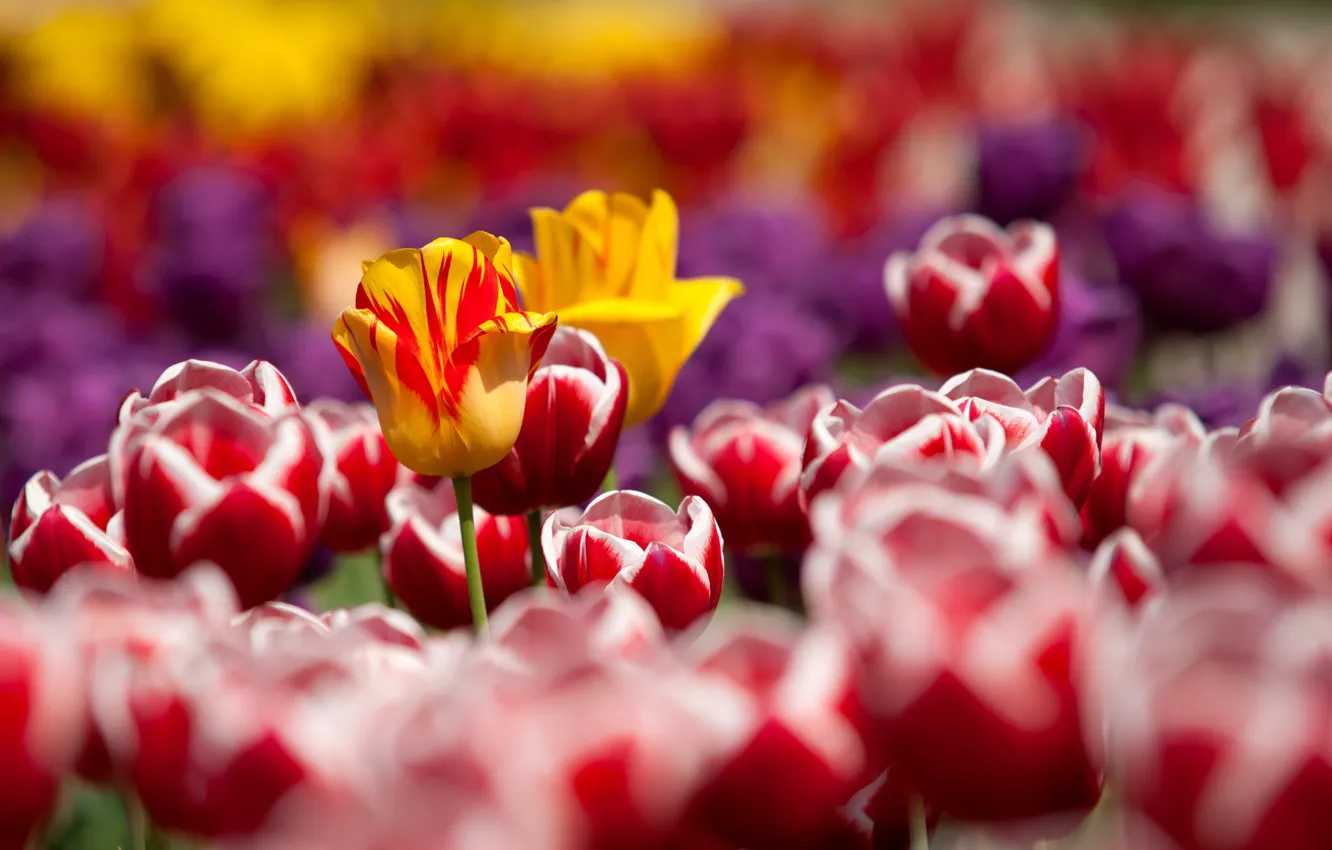 Photo wallpaper flowers, nature, spring, tulips