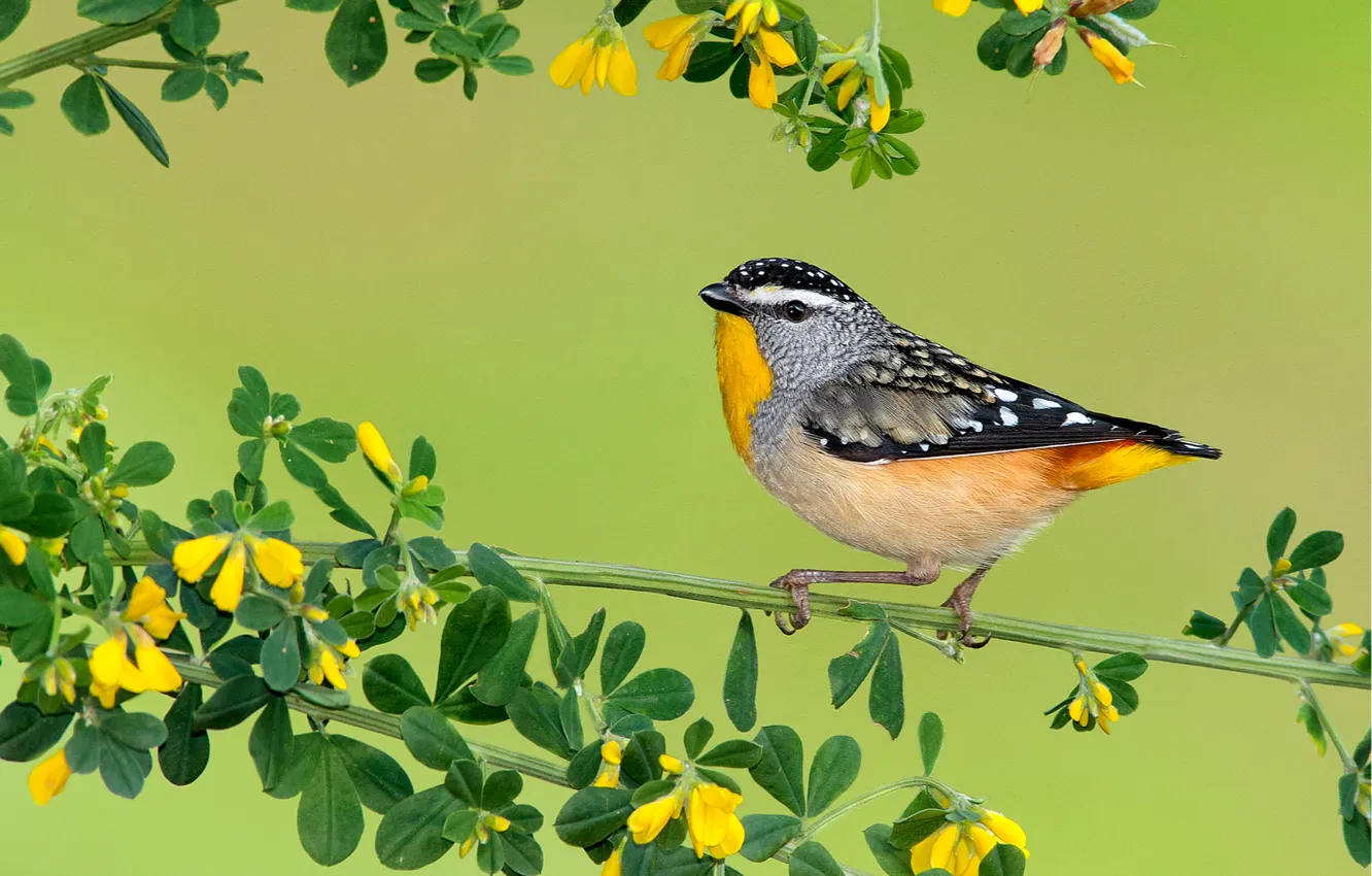 Photo wallpaper flowers, branches, feathers, bird, baby