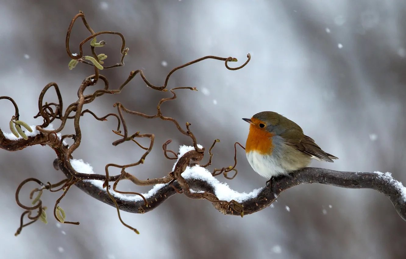 Photo wallpaper winter, snow, bird, branch