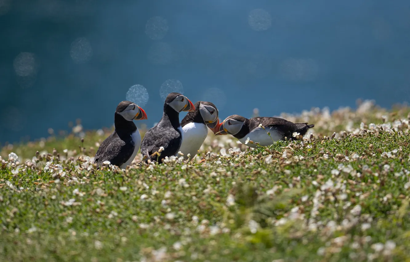 Photo wallpaper flowers, bird, glade, stalled, flock