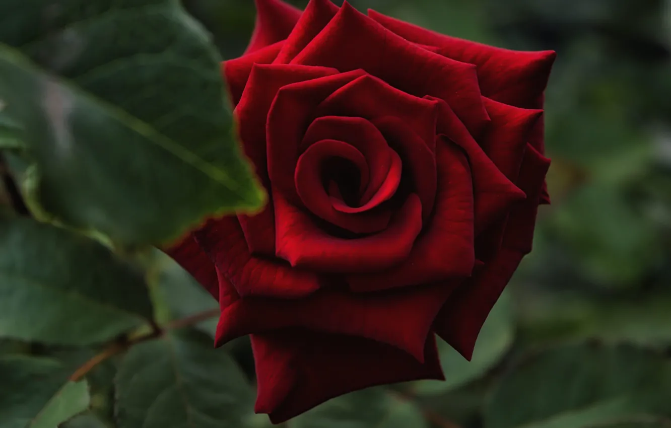 Photo wallpaper red, leaf, roses