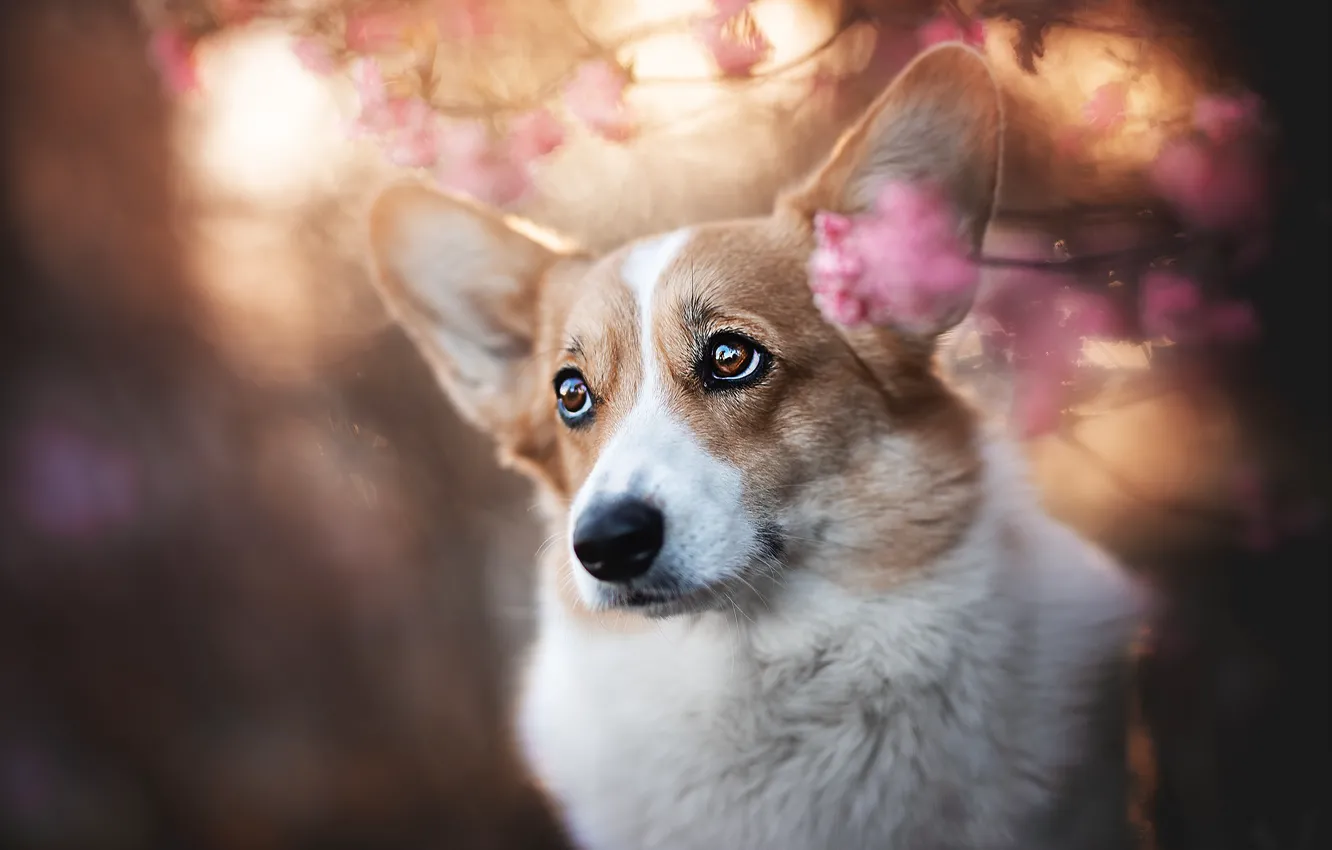 Photo wallpaper flowers, dog, Corgi