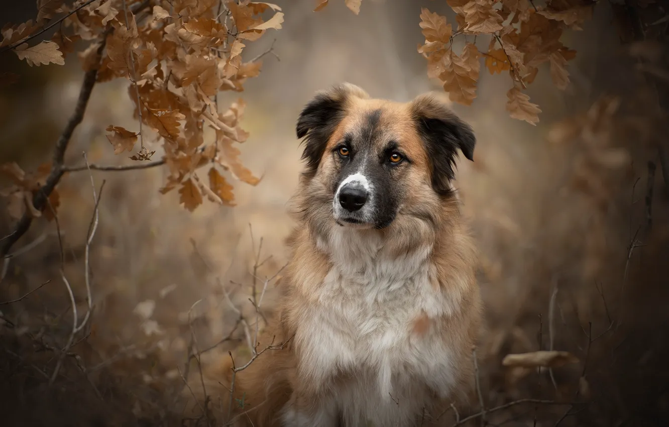 Photo wallpaper autumn, look, face, leaves, branches, portrait, dog, bokeh