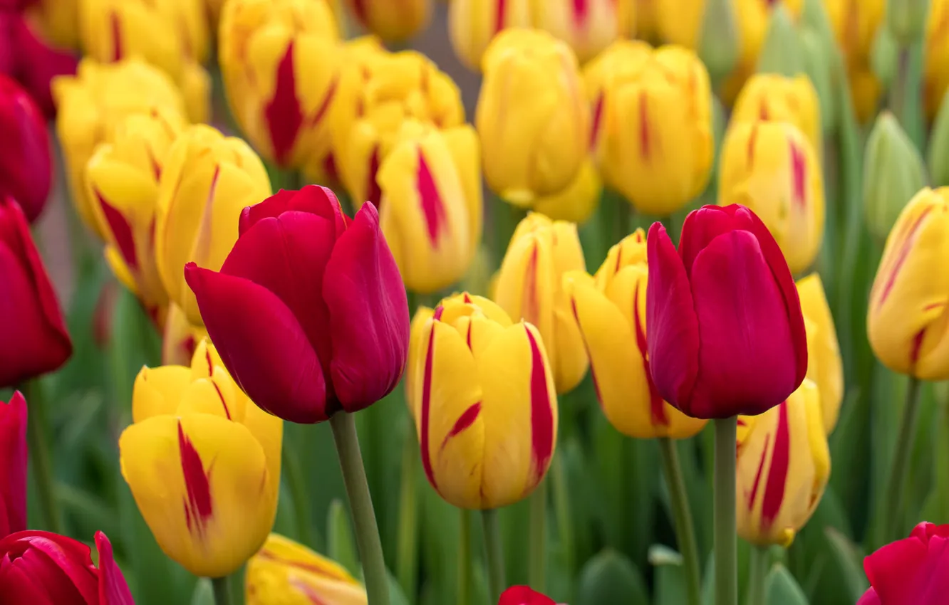 Photo wallpaper macro, tulips, buds, a lot