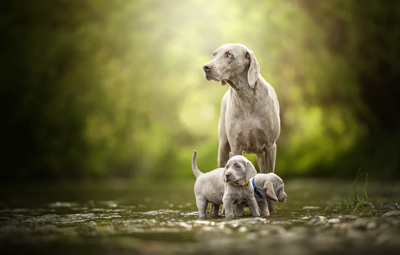 Photo wallpaper dog, baby, puppy, walk, a couple, bokeh, twins, The Weimaraner