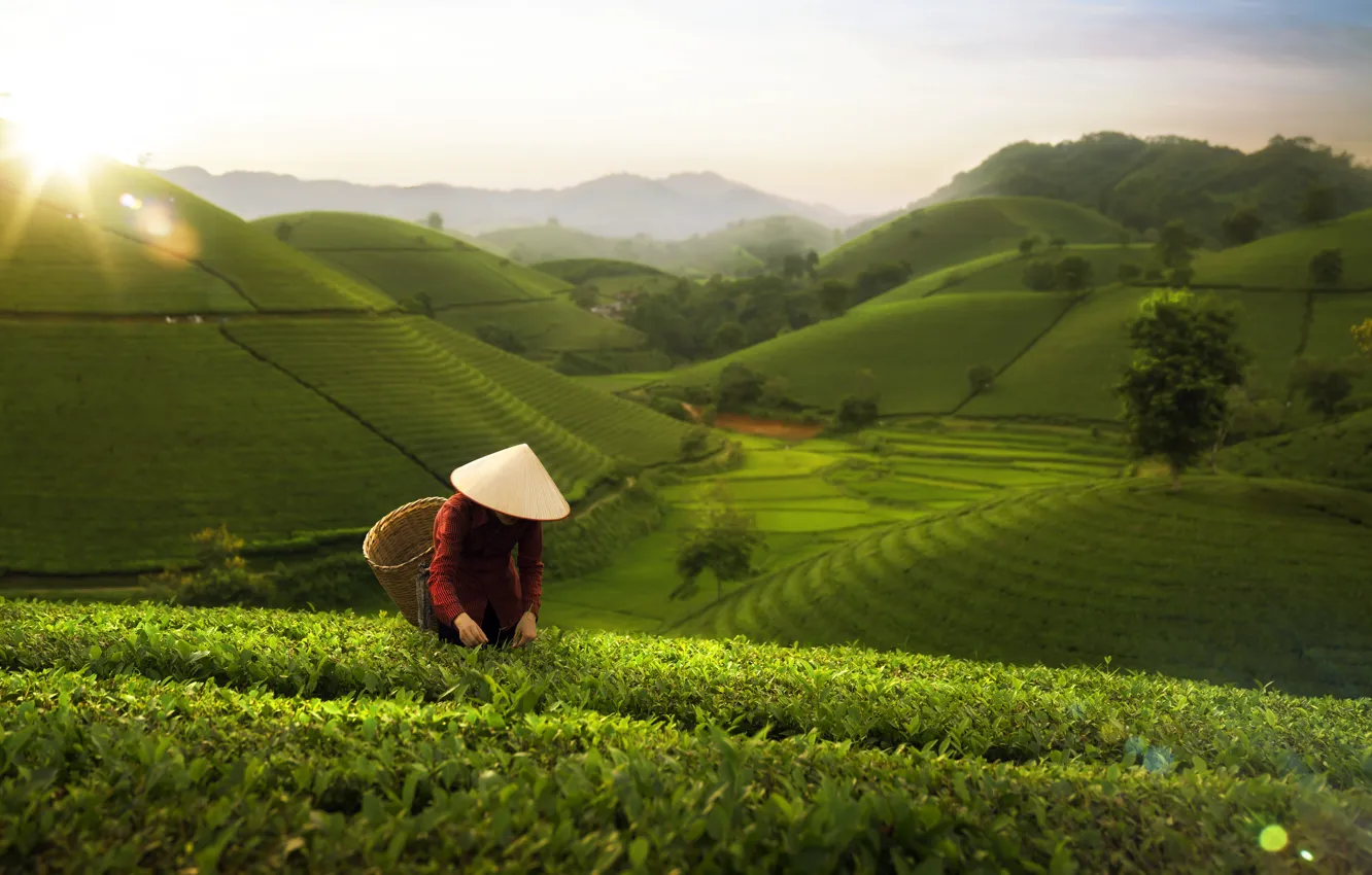 Photo wallpaper girl, nature, Asia, the situation, Asian, tea plantations