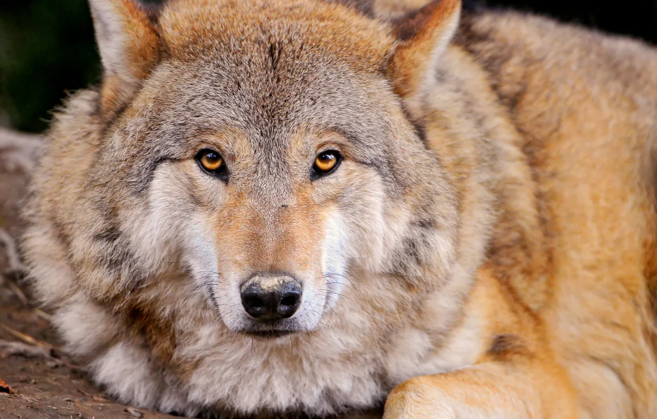 Photo wallpaper look, face, wolf, ©Tambako The Jaguar