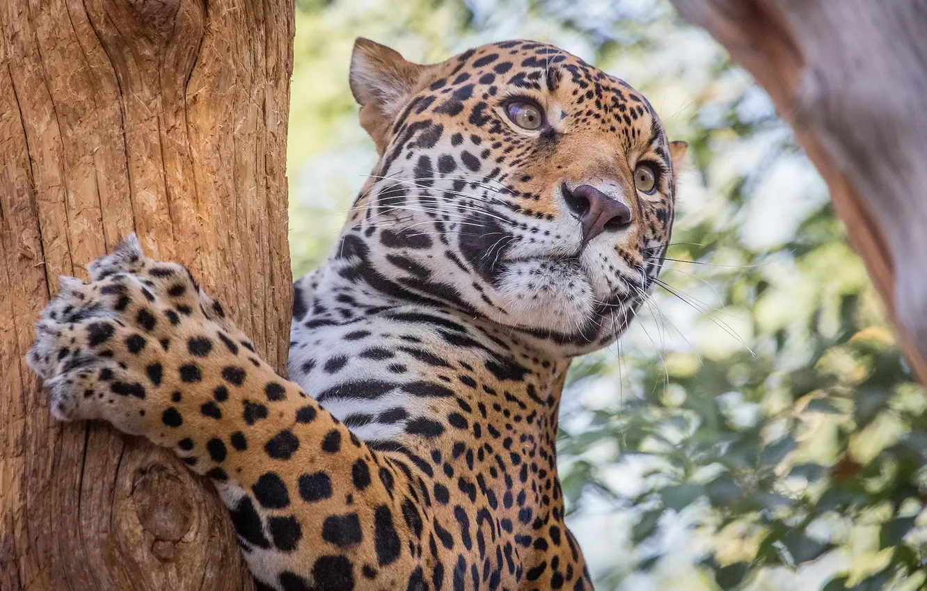 Photo wallpaper mustache, face, trees, the game, paws, Jaguar