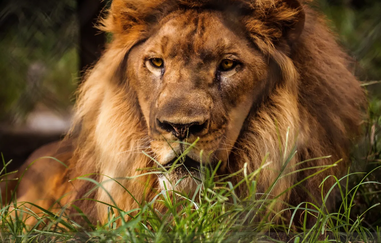 Photo wallpaper look, predator, Leo, beast