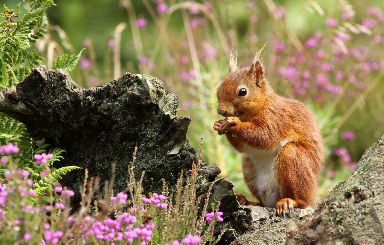 Photo wallpaper flowers, protein, red, snag