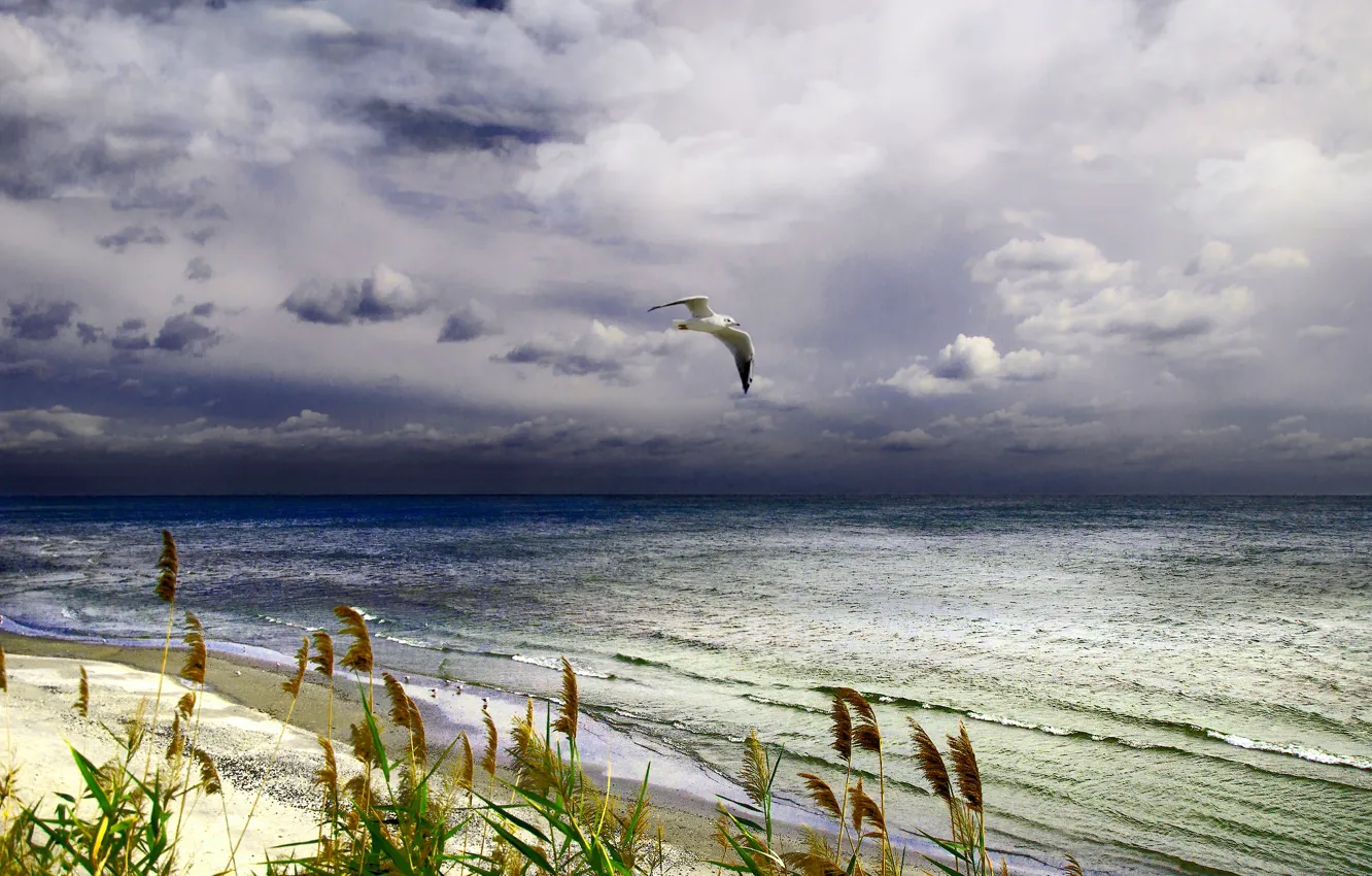 Photo wallpaper sea, Seagull, surf