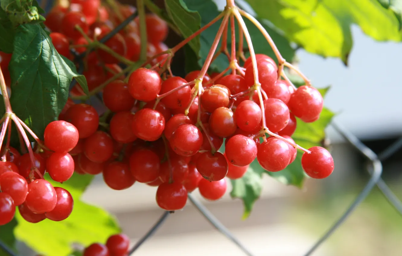 Photo wallpaper autumn, macro, red, nature, berries, background, Wallpaper, plant
