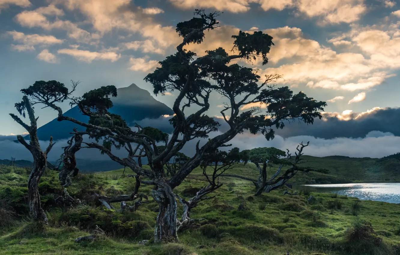 Photo wallpaper field, the sky, clouds, light, trees, mountains, branches, fog