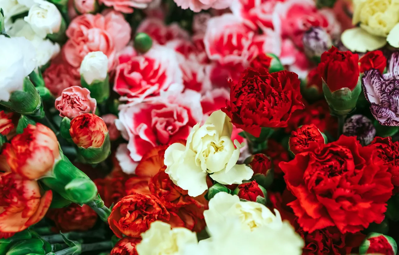 Photo wallpaper flowers, bouquet, clove