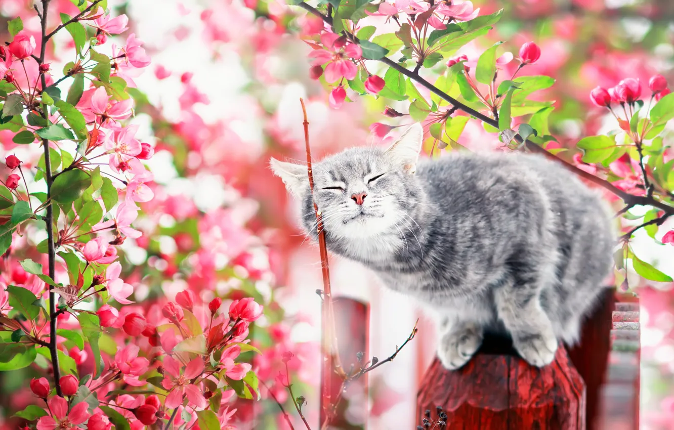 Photo wallpaper cat, cat, flowers, branches, pose, grey, the fence, spring