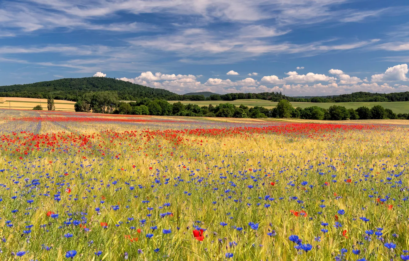Photo wallpaper field, forest, summer, the sky, clouds, flowers, blue, Maki