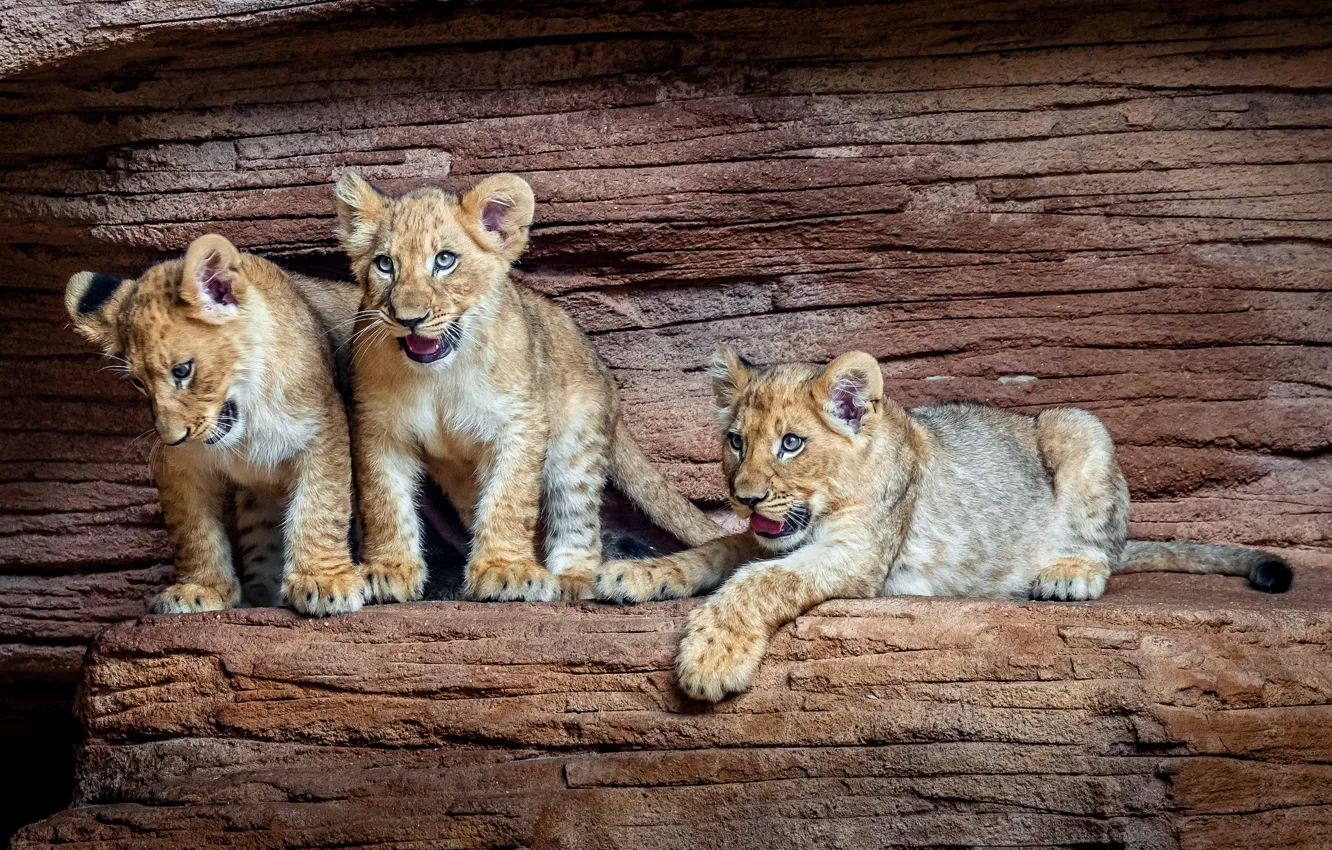 Photo wallpaper kids, the cubs, trio