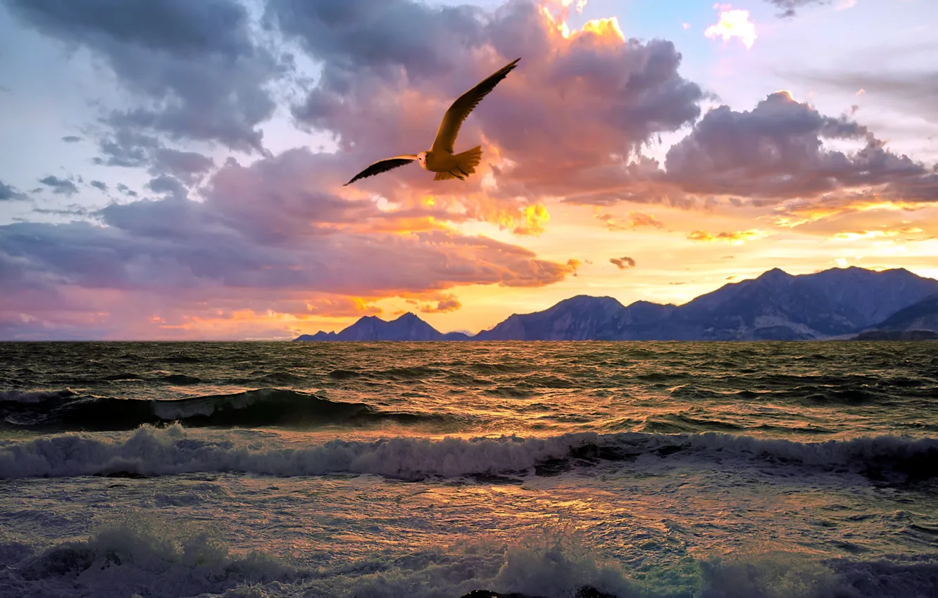 Photo wallpaper sea, the sky, sunset, shore, seagulls