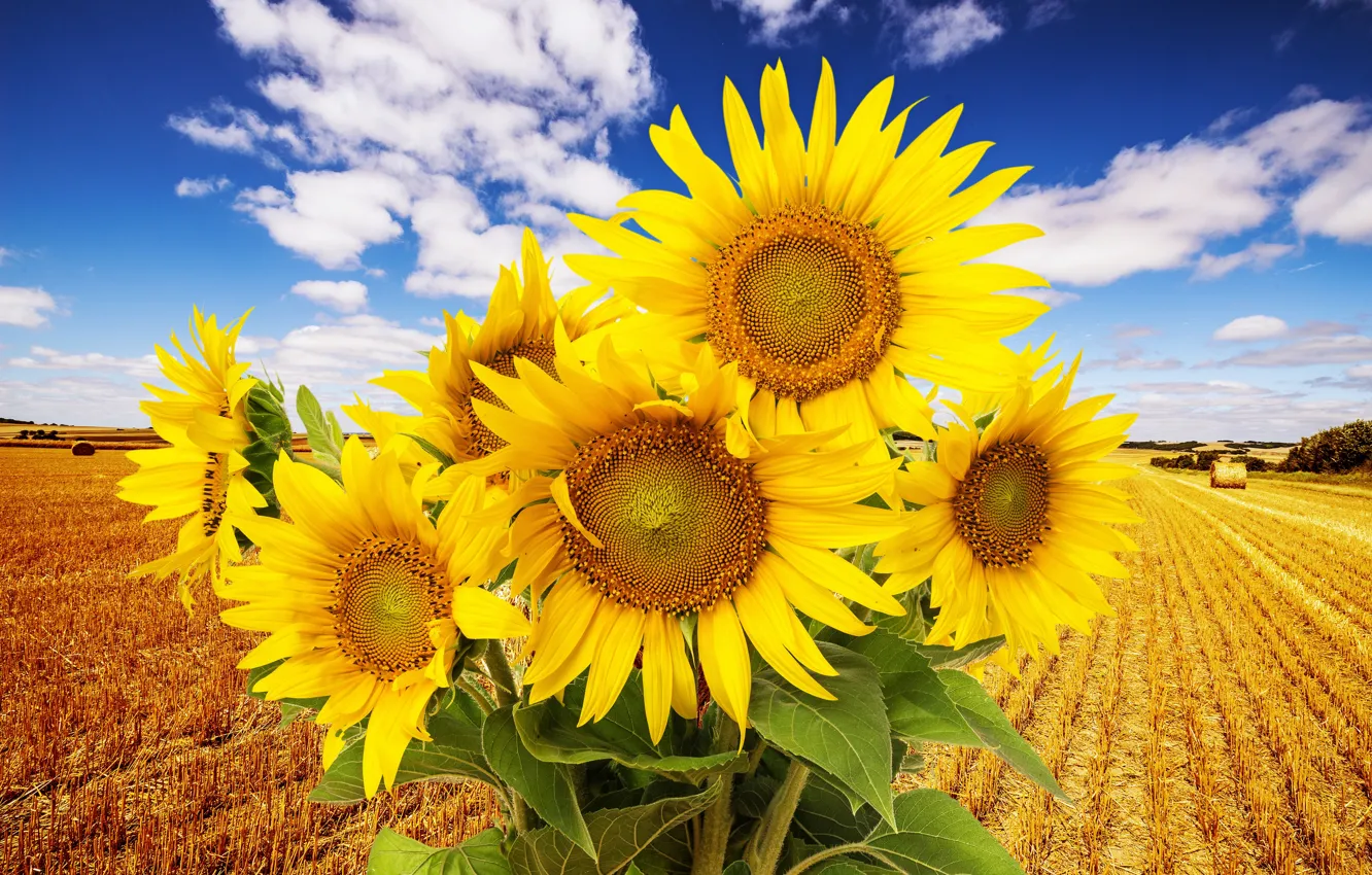 Photo wallpaper field, clouds, sunflowers, flowers, nature, field, nature, flowers