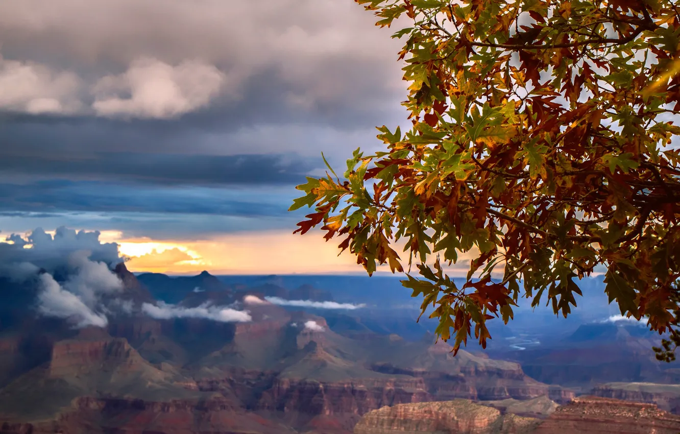 Photo wallpaper autumn, leaves, mountains, rocks, canyon, AZ, gorge, USA