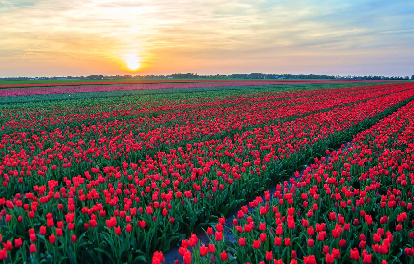 Photo wallpaper field, the sky, the sun, clouds, flowers, dawn, spring, morning