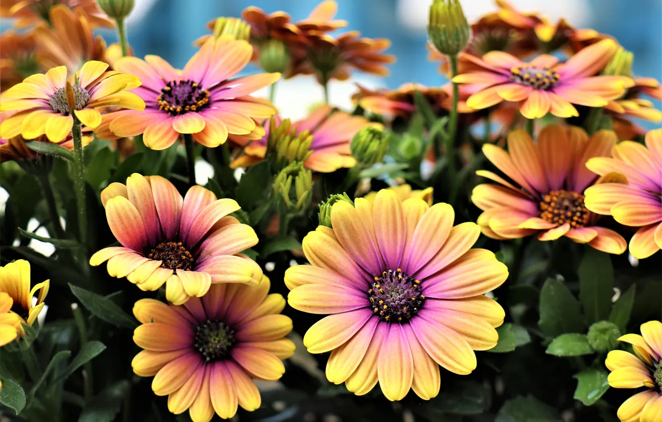 Photo wallpaper orange, Osteospermum, flowers, garden, bokeh, flowerbed