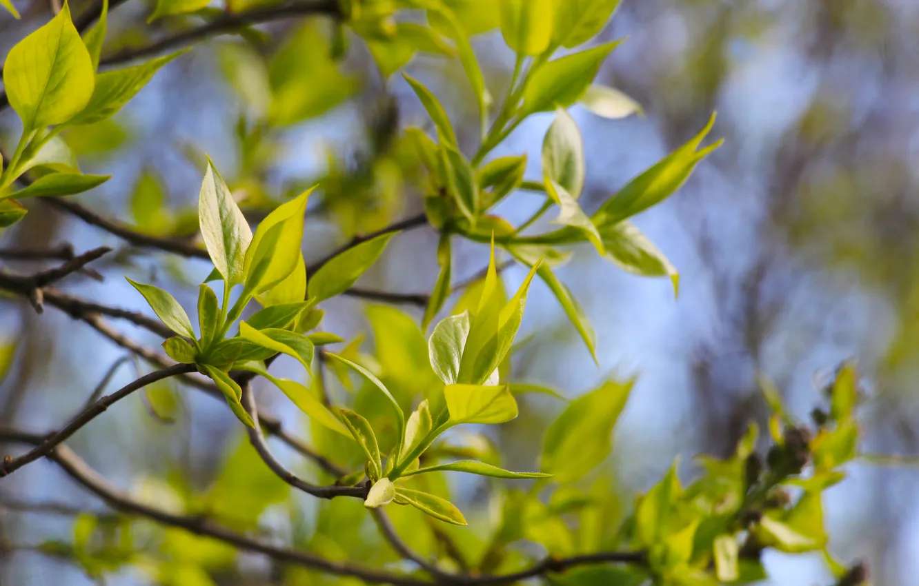 Photo wallpaper spring, leaf, twig