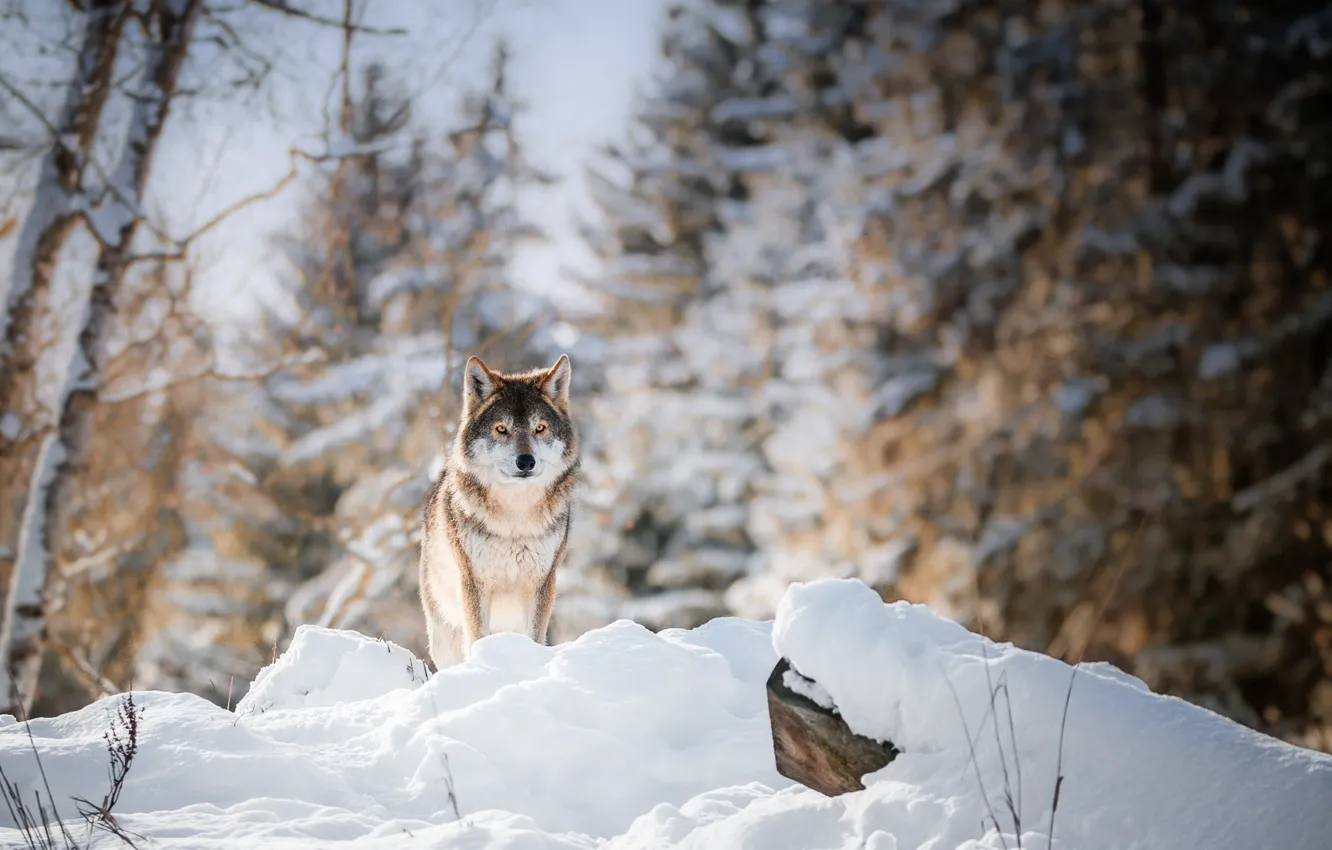 Photo wallpaper winter, forest, wolf