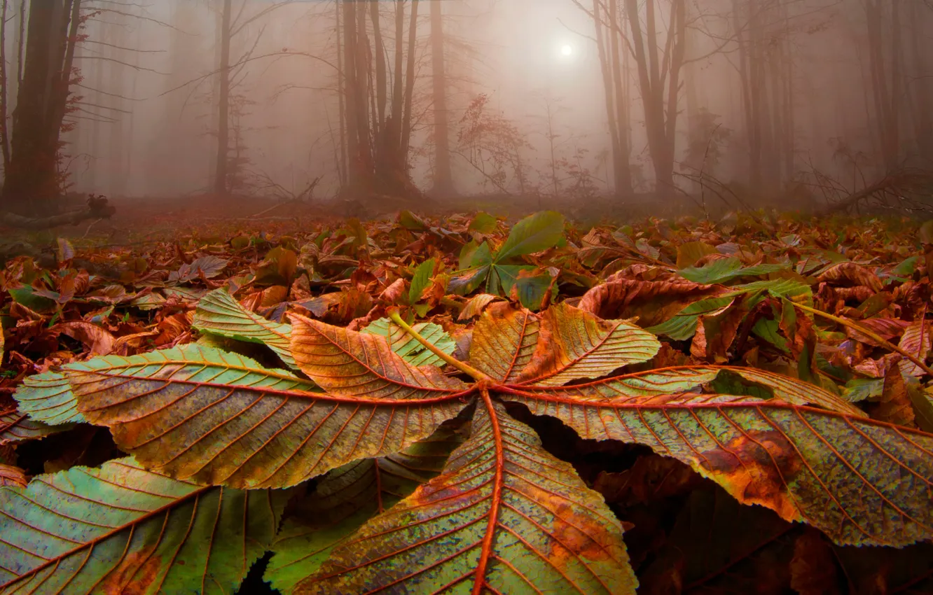 Photo wallpaper forest, leaves, fog, Wild Scent