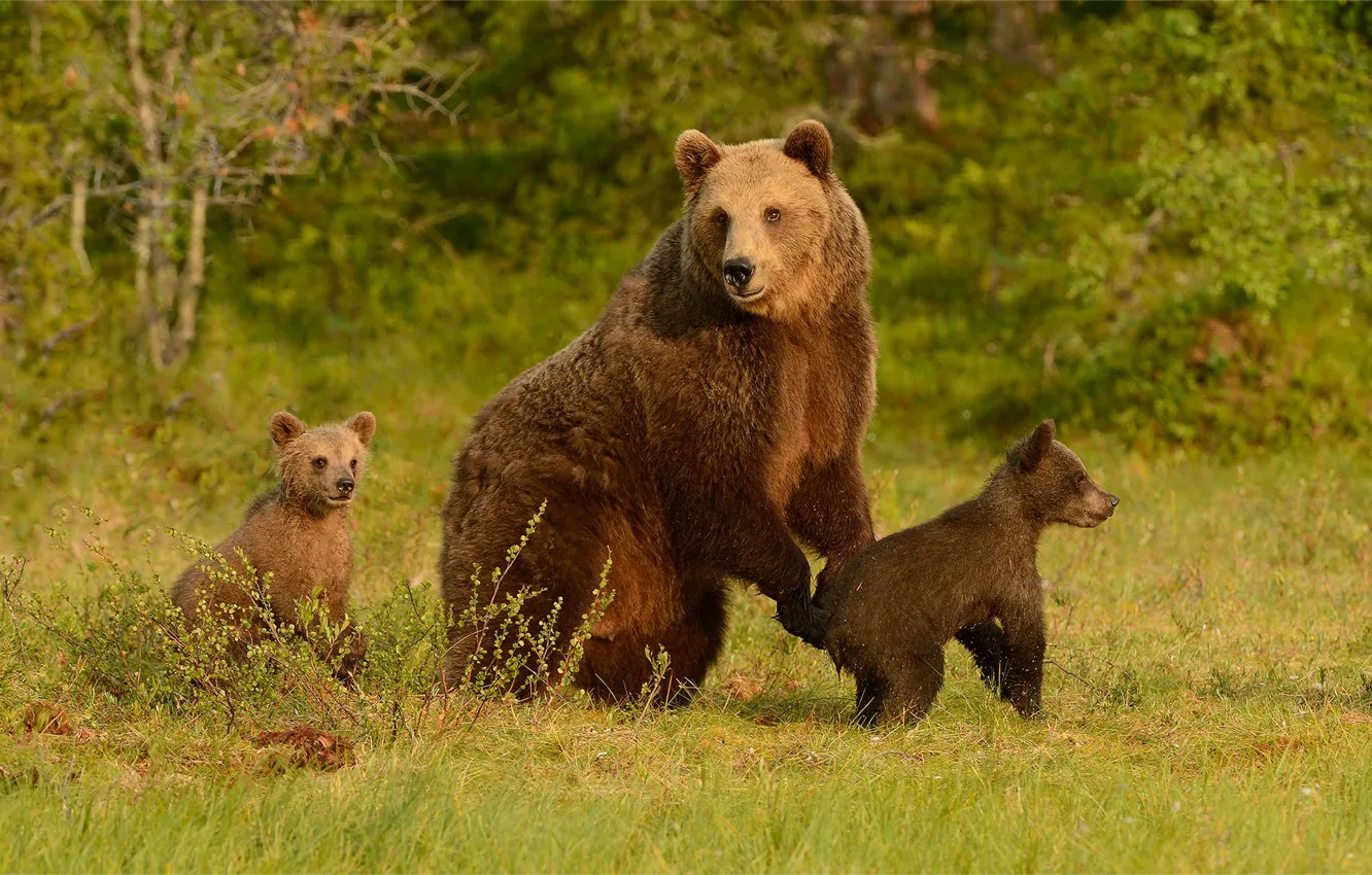 Photo wallpaper greens, forest, summer, grass, look, face, trees, branches