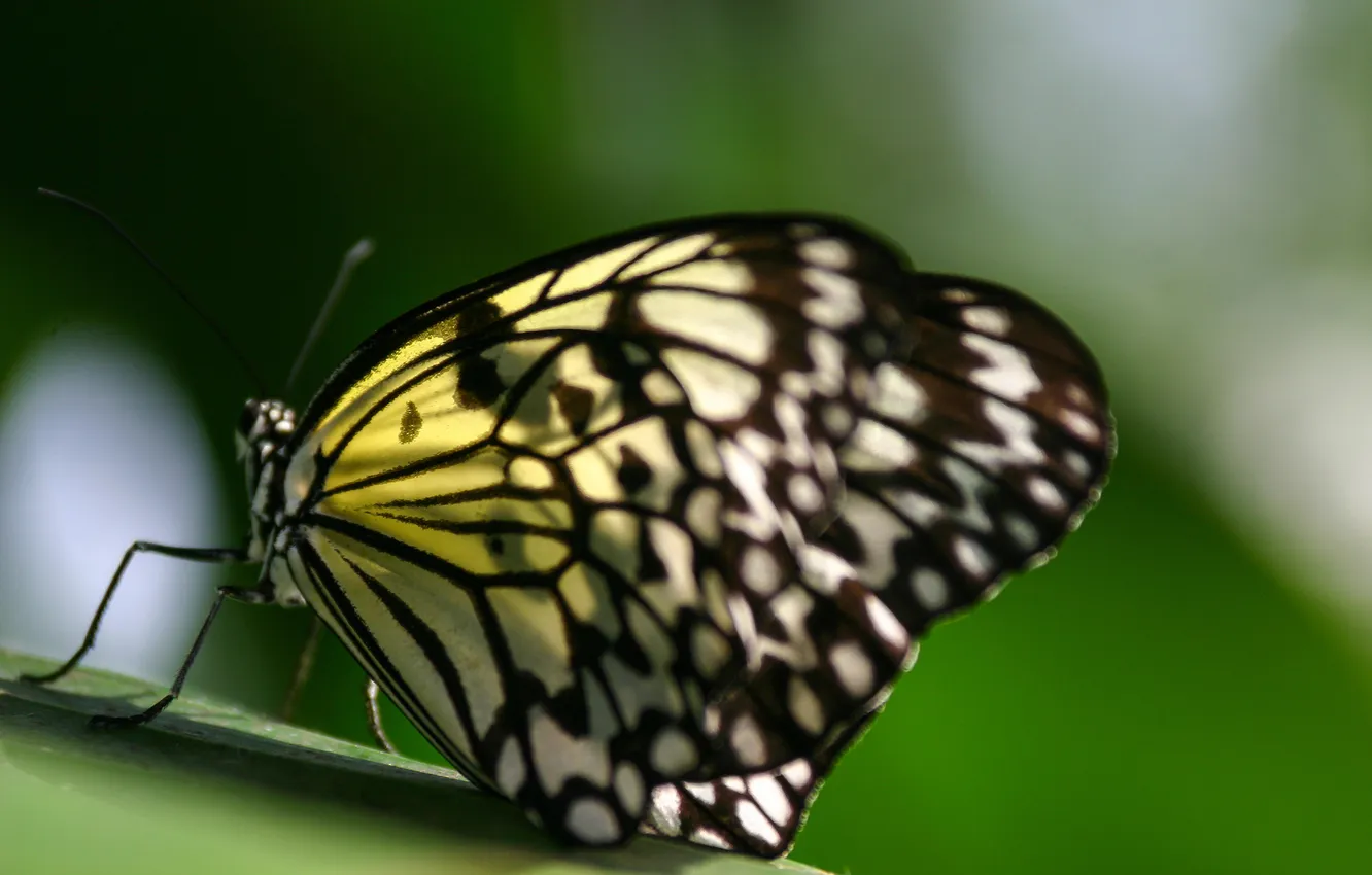 Photo wallpaper sheet, butterfly, wings, insect