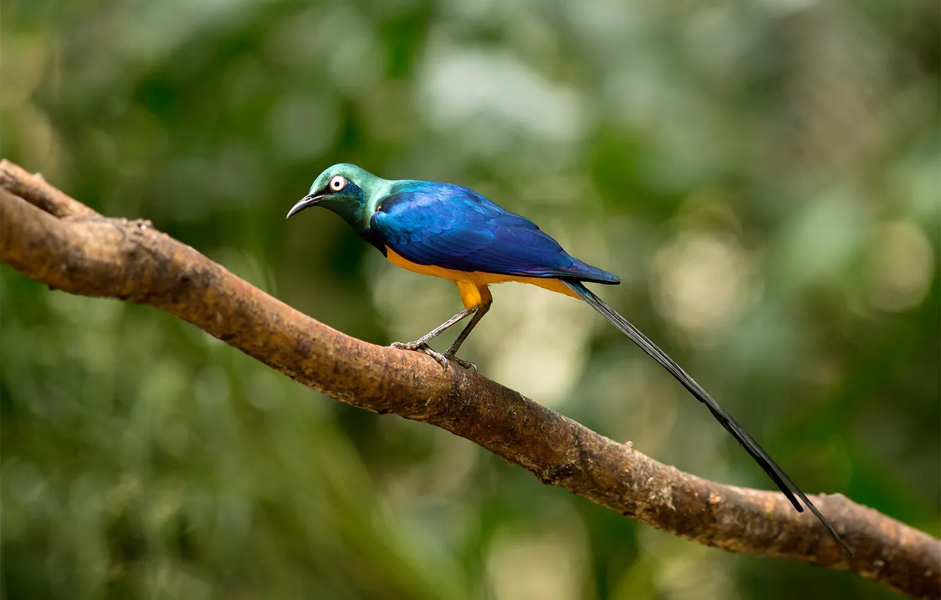 Photo wallpaper forest, branches, bird