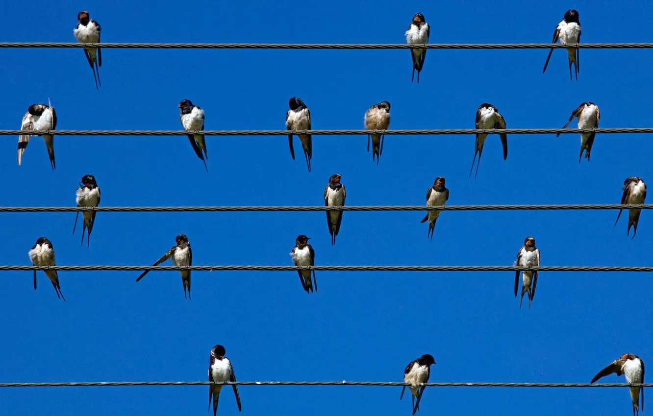 Photo wallpaper summer, the sky, nature, bird, Wallpaper, wire, swallow, Swifts