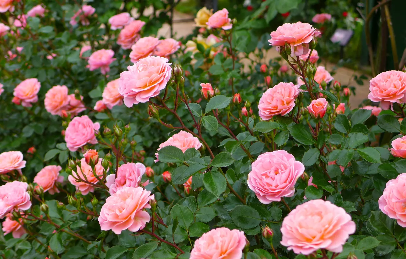 Photo wallpaper roses, buds, the bushes