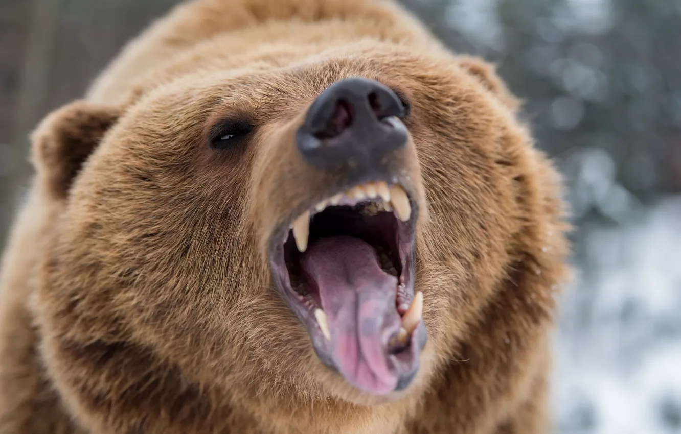 Photo wallpaper bear, nature, Fury, teeth, aggressive