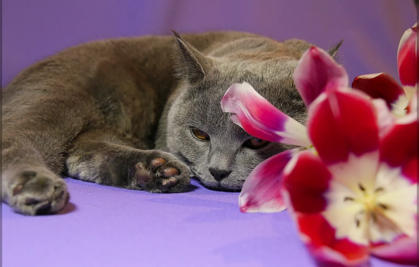 Photo wallpaper cat, flowers, pose, animal, paws, tulips