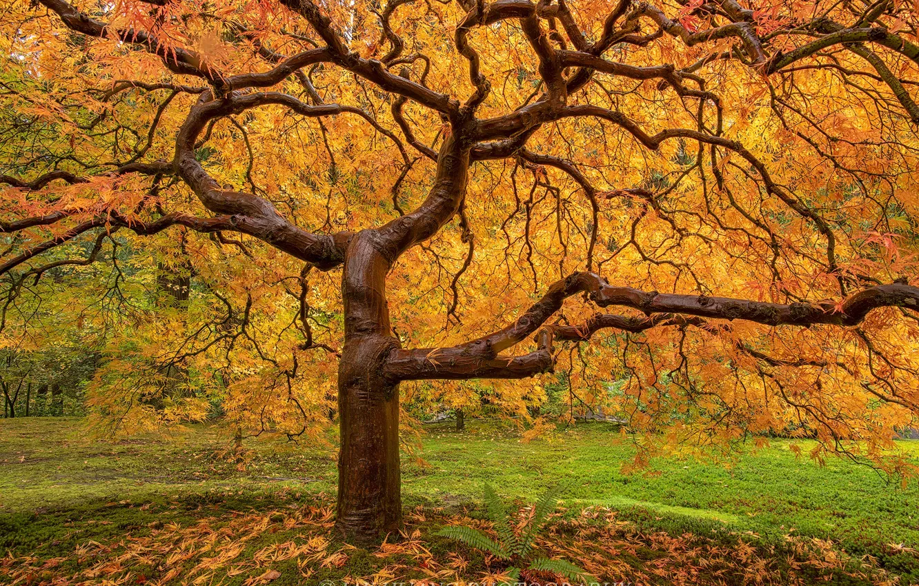 Photo wallpaper autumn, trees, dampness