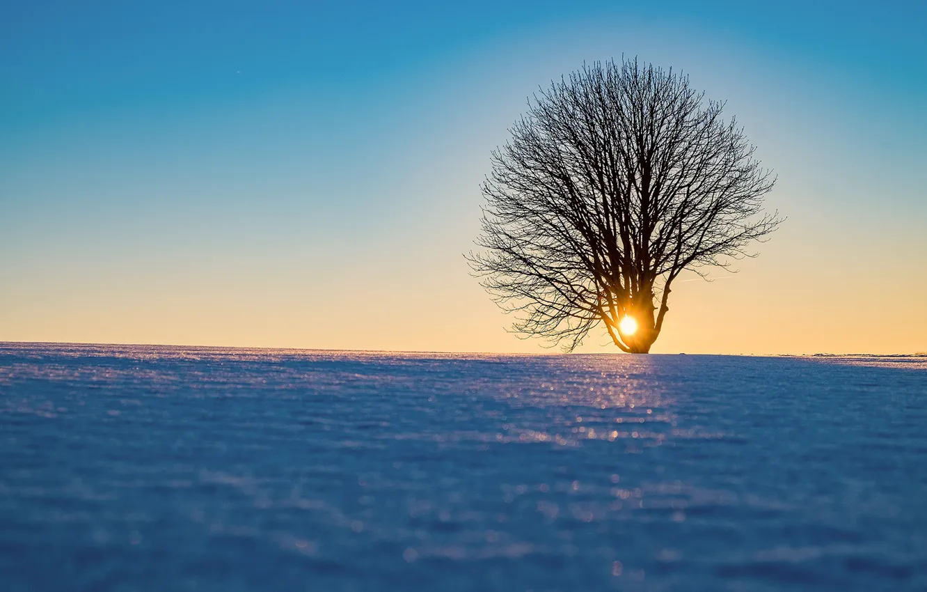 Photo wallpaper the sun, snow, trees
