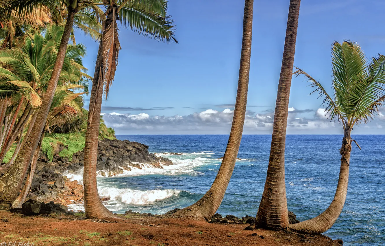 Photo wallpaper sea, the sky, clouds, palm trees, shore, Hawaii, USA