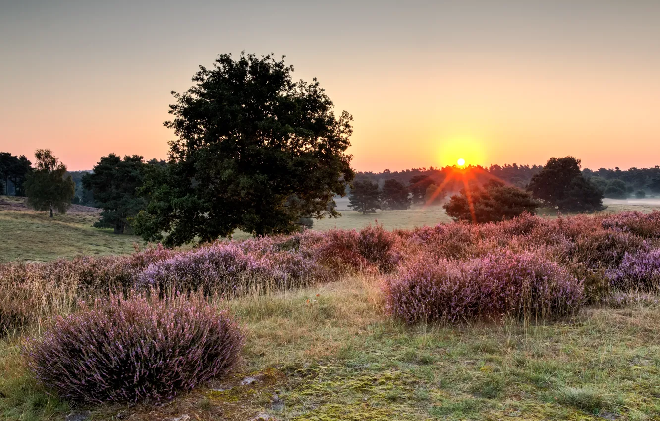 Photo wallpaper dawn, morning, Germany, photographer, reserve, North Rhine-Westphalia, North Rhine-Westphalia, Dietmar Rabich